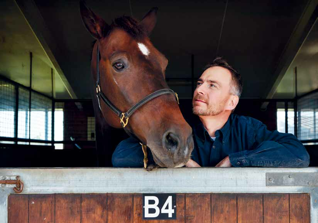What happens when a horse visits the dentist?